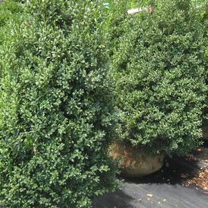 Buxus sempervirens