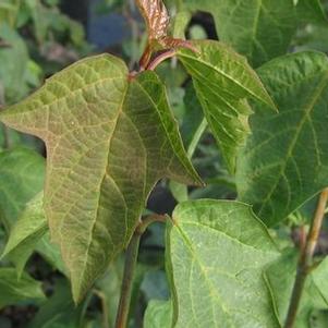 Viburnum acerifolium
