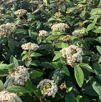 Viburnum x rhytidophylloides Dart's Duke