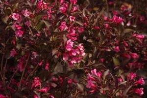 Weigela florida Wine & Roses®
