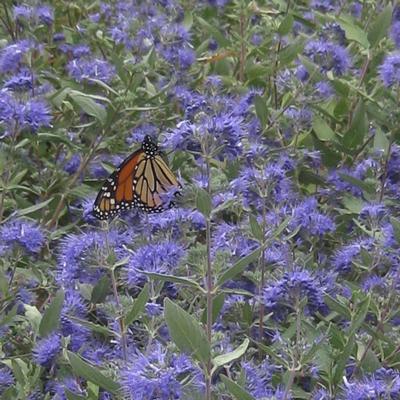 Caryopteris x clandonensis Longwood Blue