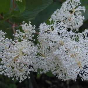 Ceanothus americanus