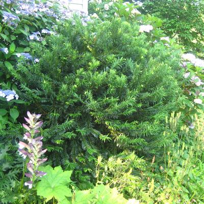 Cephalotaxus harringtonia Duke Gardens