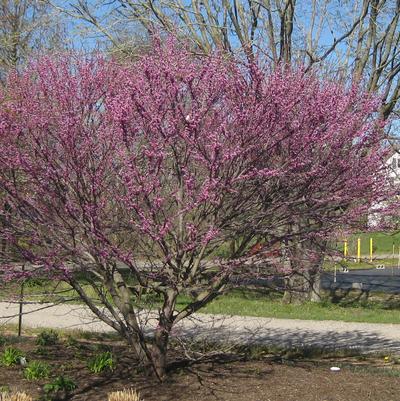 Cercis canadensis Ace of Hearts