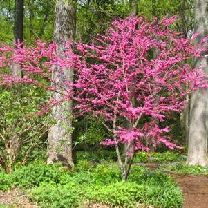 Cercis canadensis Appalachia
