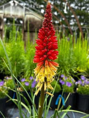 Kniphofia x Pyromania® ''Solar Flare' - Red Hot Poker from Pleasant Run Nursery