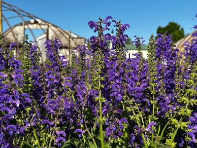 Salvia pratensis 'FASHIONISTA Evening Attire' - Meadow Sage from Pleasant Run Nursery