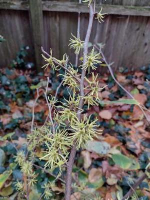 Hamamelis virginiana Christmas Gold - (Photo: Randy Kobetich)