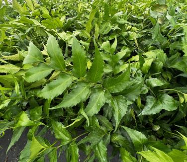 Cyrtomium falcatum 'Rochfordianum' - Japanese Holly Fern from Pleasant Run Nursery