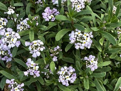 Iberis sempervirens 'First Flush Lavender' - Candytuft from Pleasant Run Nursery