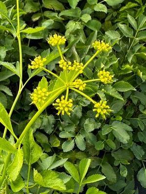 Zizia aurea - Golden Alexander from Pleasant Run Nursery