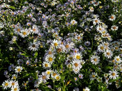 Aster novi-belgii - New York Aster from Pleasant Run Nursery