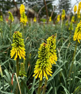 Kniphofia x 'Gold Rush' - Red Hot Poker from Pleasant Run Nursery