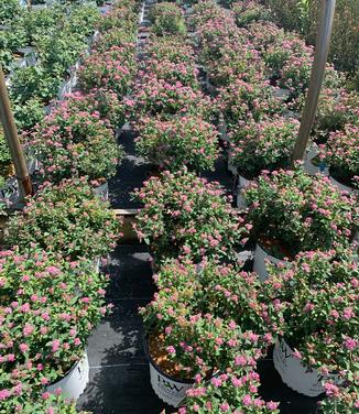 Spiraea media 'Double Play Artisan' - Spirea, meadowsweet from Pleasant Run Nursery