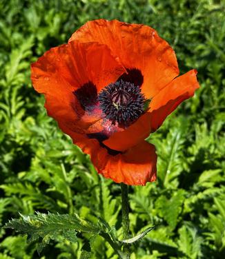 Papaver oriental 'Fruit Punch' - Oriental Poppy from Pleasant Run Nursery