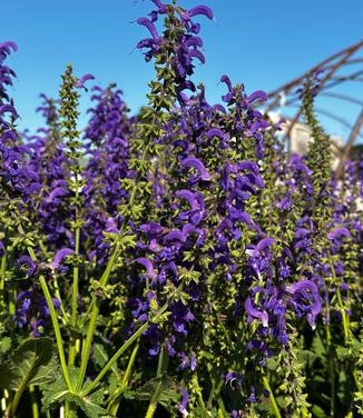 Salvia pratensis 'FASHIONISTA Evening Attire' - Meadow Sage from Pleasant Run Nursery