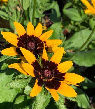 Rudbeckia hirta Denver Daisy - Black-Eyed Susan from Pleasant Run Nursery