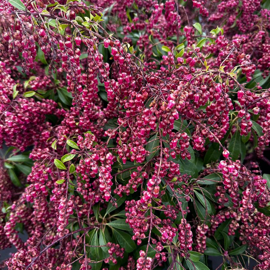 Pieris japonica 'Valley Valentine' - Andromeda from Pleasant Run Nursery