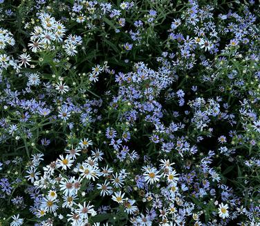 Aster novi-belgii - New York Aster from Pleasant Run Nursery