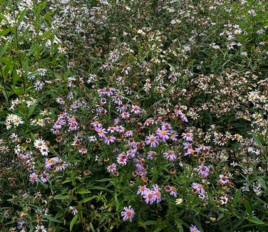 Aster novi-belgii - New York Aster from Pleasant Run Nursery