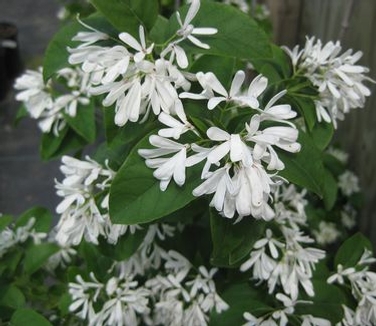 Chionanthus retusus 'Tokyo Tower'