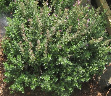 Teucrium chamaedrys - Germander