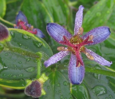 Tricyrtis formosana 'Samurai' - Toadlily 