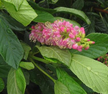 Clethra alnifolia 'Ruby Spice' - Summersweet 