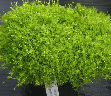 Sagina subulata 'Aurea' - Scotch Moss