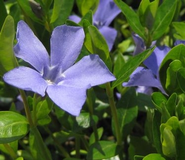 Vinca minor Bowles Variety