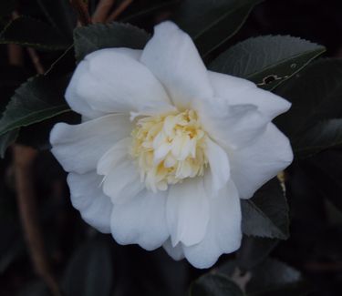 Camellia x 'Winter's Snowman'