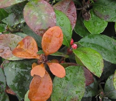 Gaultheria procumbens 