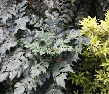 Mahonia japonica 