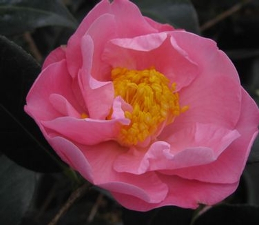 Camellia x Pink Icicle