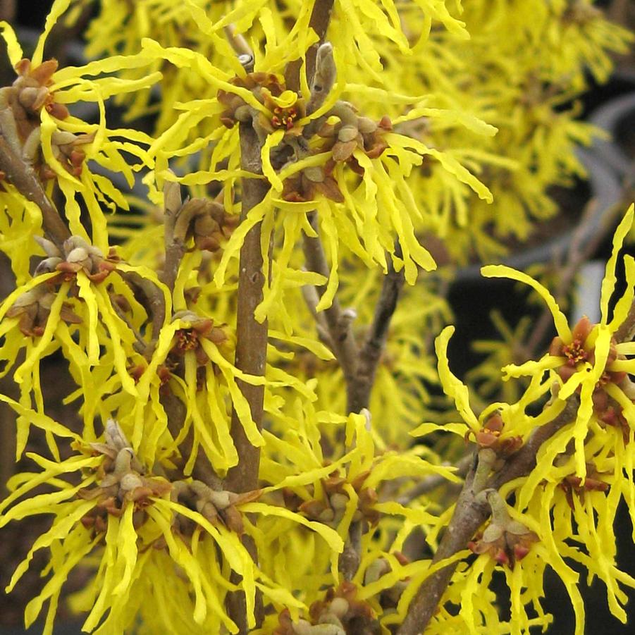 Hamamelis mollis Sweet Sunshine