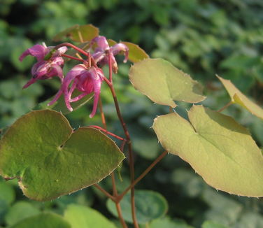 Epimedium grandiflorum Red Beauty - Barrenwort 