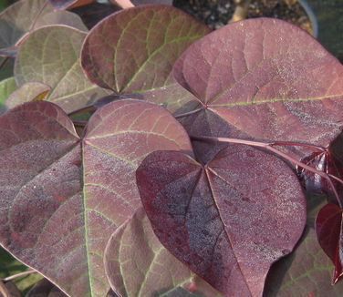 Cercis canadensis Burgundy Hearts