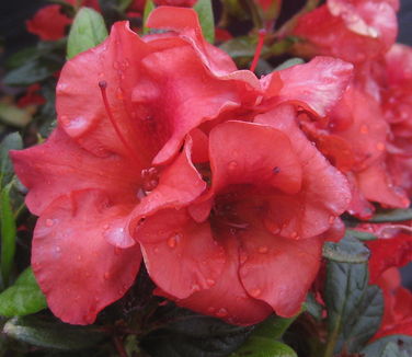 Rhododendron Encore Autumn Embers