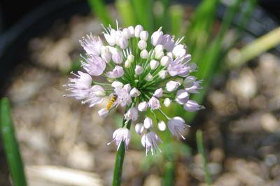 Allium x lusitanicum Summer Beauty - Ornamental Onion 