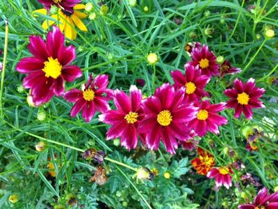 Coreopsis x Mercury Rising