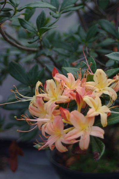 Rhododendron viscosum x bakeri Golden Showers 