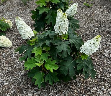 Hydrangea quercifolia 'Queen of Hearts' - Oakleaf Hydrangea from Pleasant Run Nursery