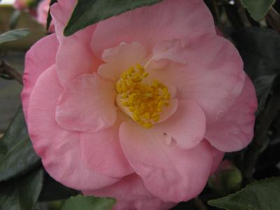 Camellia x April Remembered