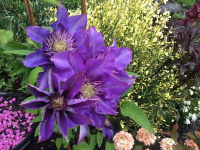 Clematis - from Pleasant Run Nursery