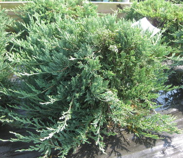 Juniperus horizontalis Bar Harbor