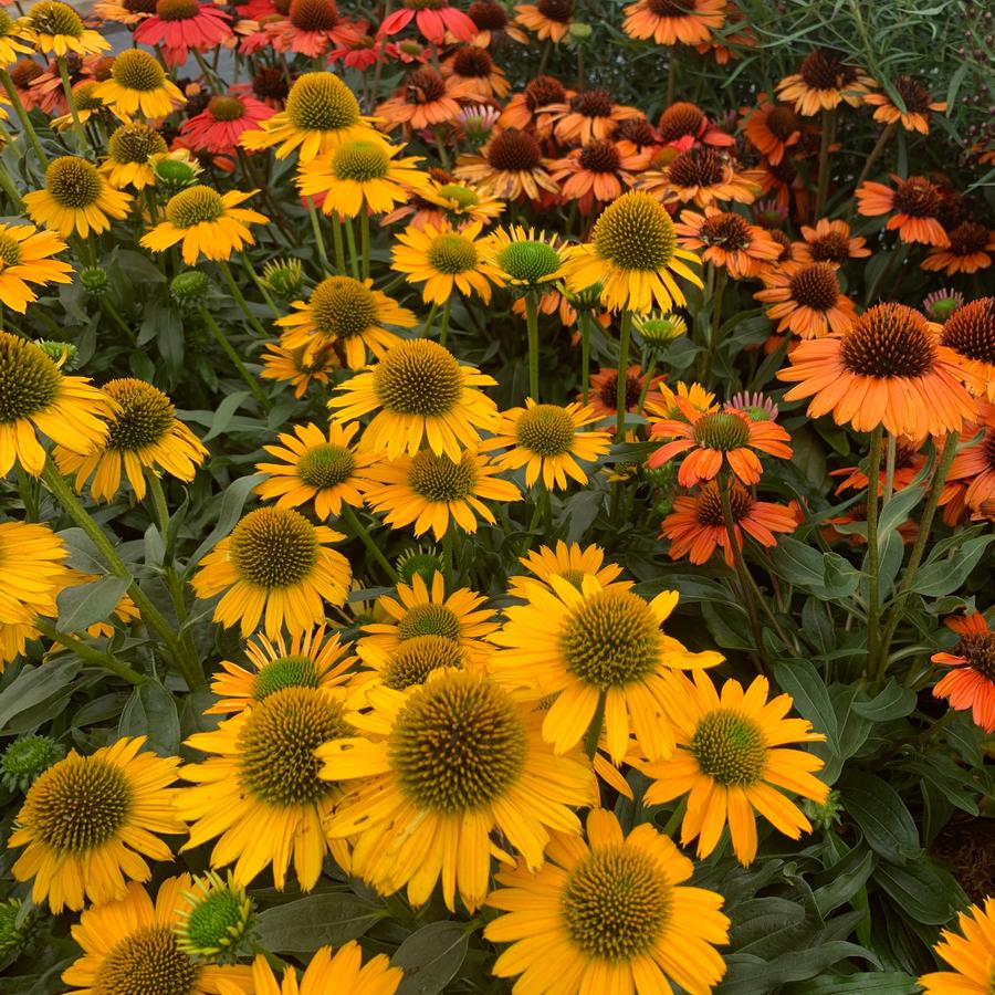Echinacea purpurea KismetĀ® 'Yellow' - Coneflower from Pleasant Run Nursery