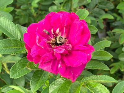 Rosa rugosa 'Purple Pavement' - Rugosa Rose from Pleasant Run Nursery
