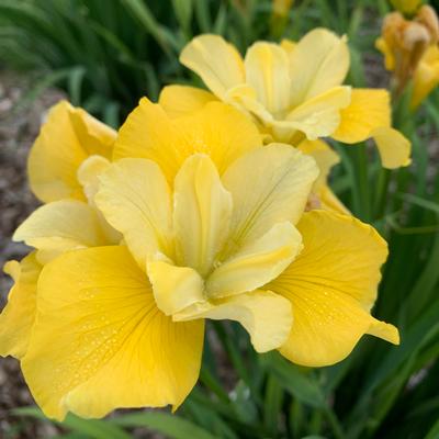 Iris siberica 'Sunfisher' - Photo: Walters Gardens Inc