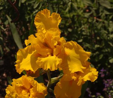 Iris germanica 'Firebreather' - German Bearded Iris from Pleasant Run Nursery