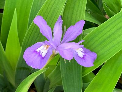 Iris cristata 'Eco Bluebird' - Dwarf Crested Iris from Pleasant Run Nursery